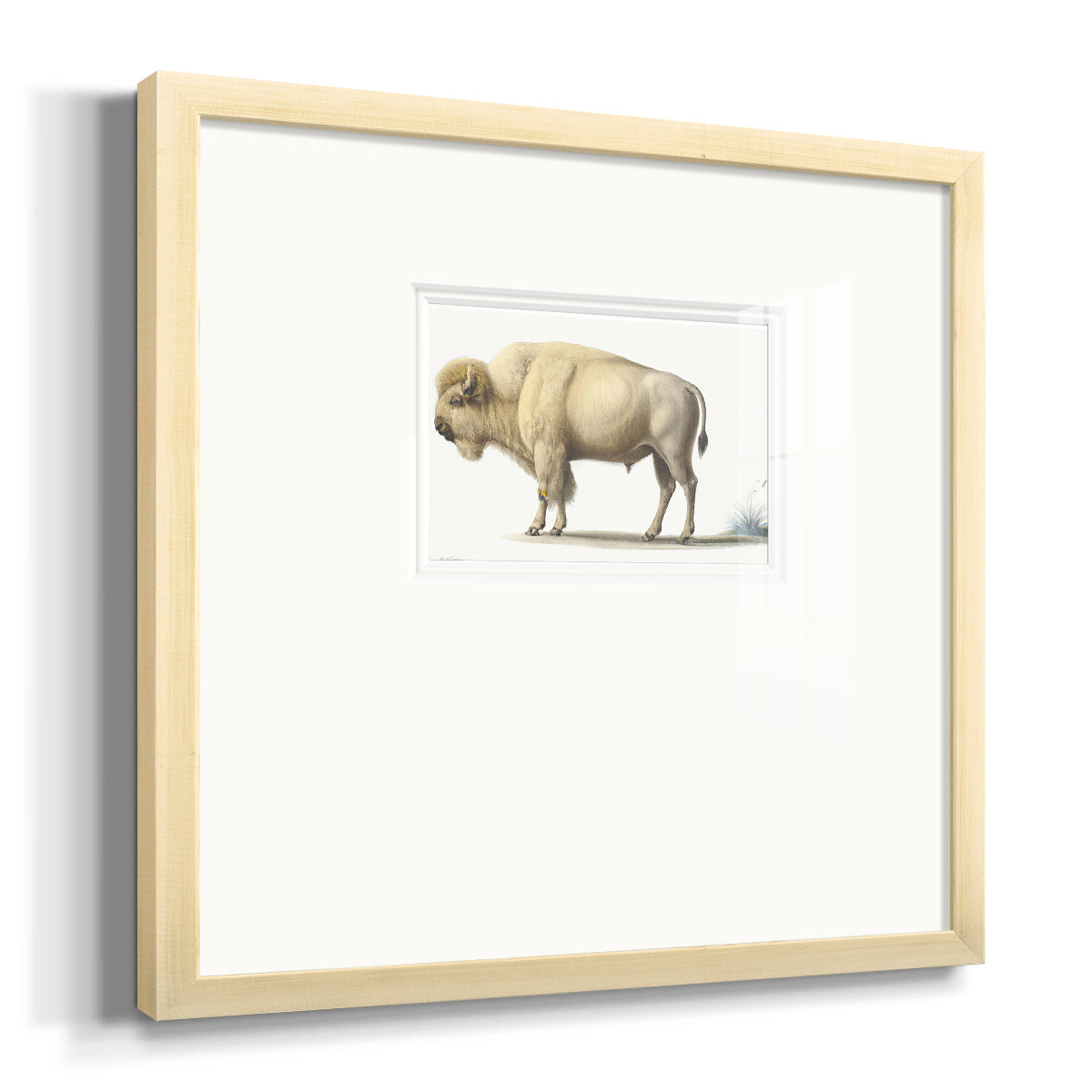 White Buffalo Premium Framed Print Double Matboard