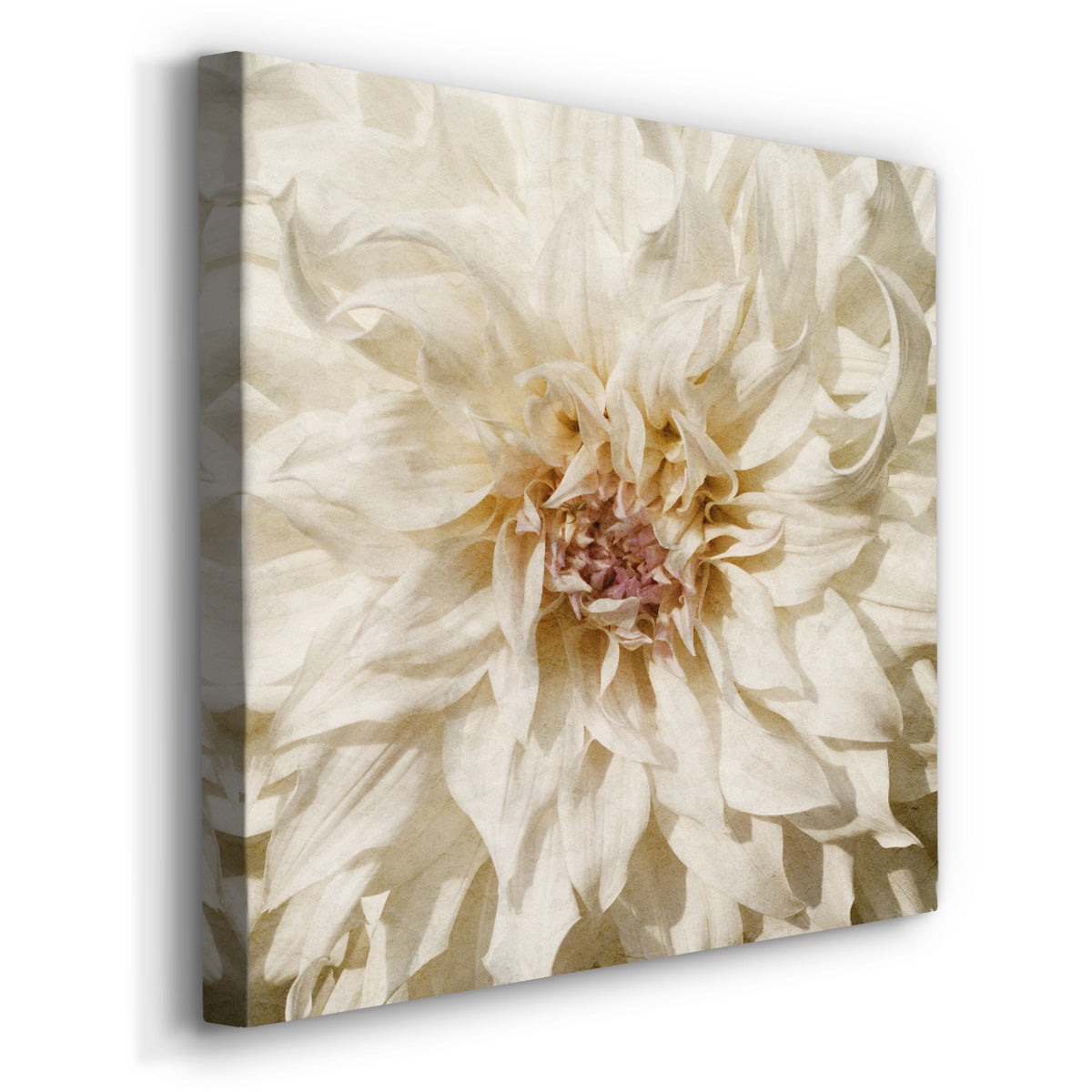 Wall Flower VIII-Premium Gallery Wrapped Canvas - Ready to Hang