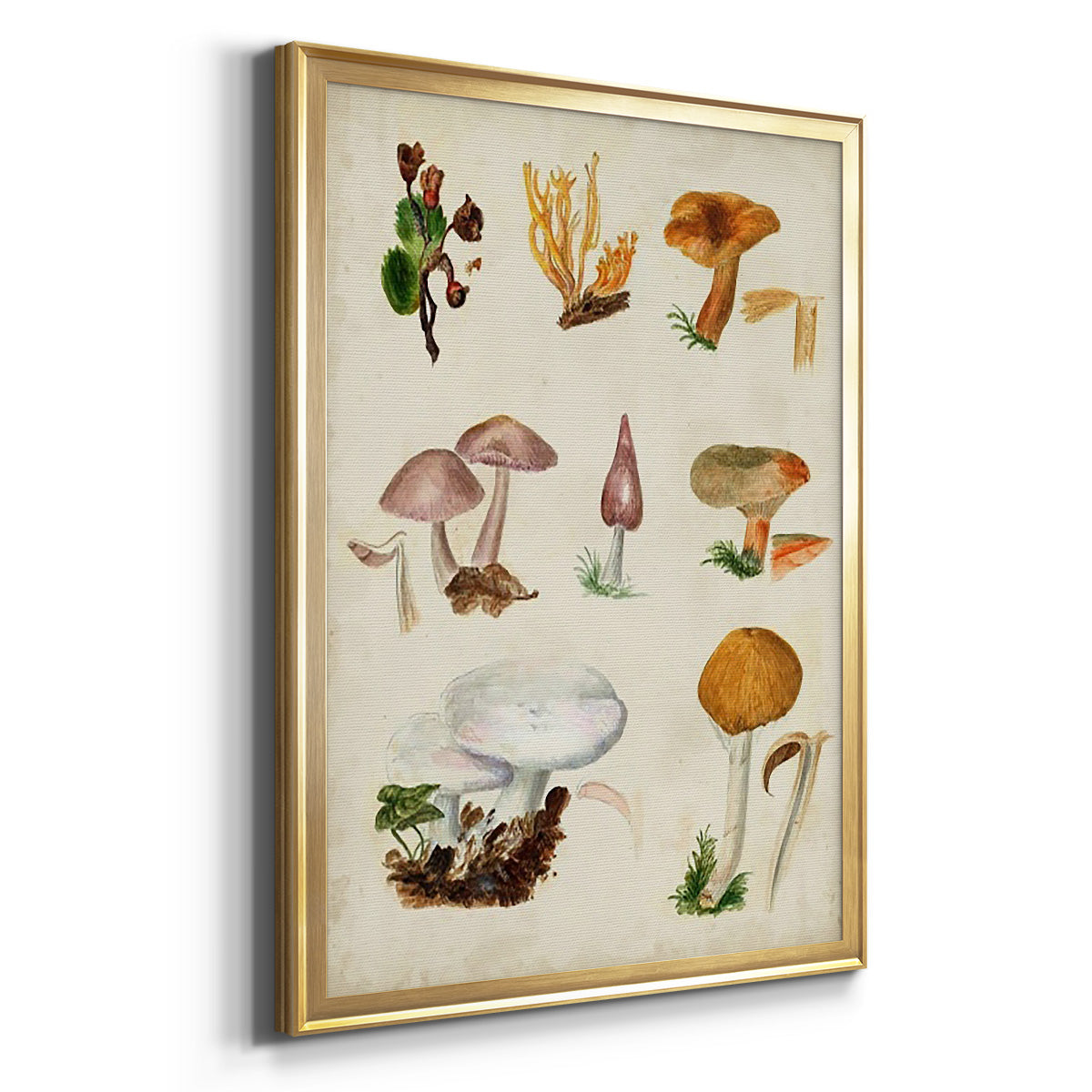Mushroom Species VI - Modern Framed Canvas Print