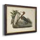 Audubons Reddish Egret Premium Framed Canvas- Ready to Hang