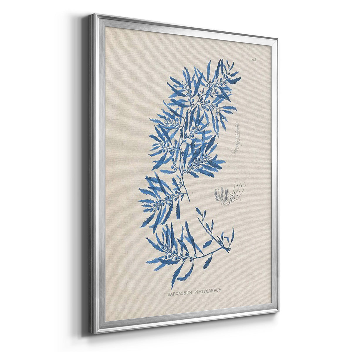 Blue Marine Algae III - Modern Framed Canvas Print
