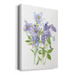 Columbine Spray I Premium Gallery Wrapped Canvas - Ready to Hang