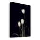 Tulip Pose III - Canvas Art Print