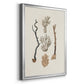 Knorr Shells & Coral V - Modern Framed Canvas Print