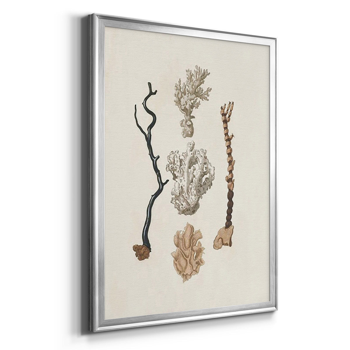 Knorr Shells & Coral V - Modern Framed Canvas Print