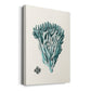 Antique Coastal Coral X - Canvas Art Print