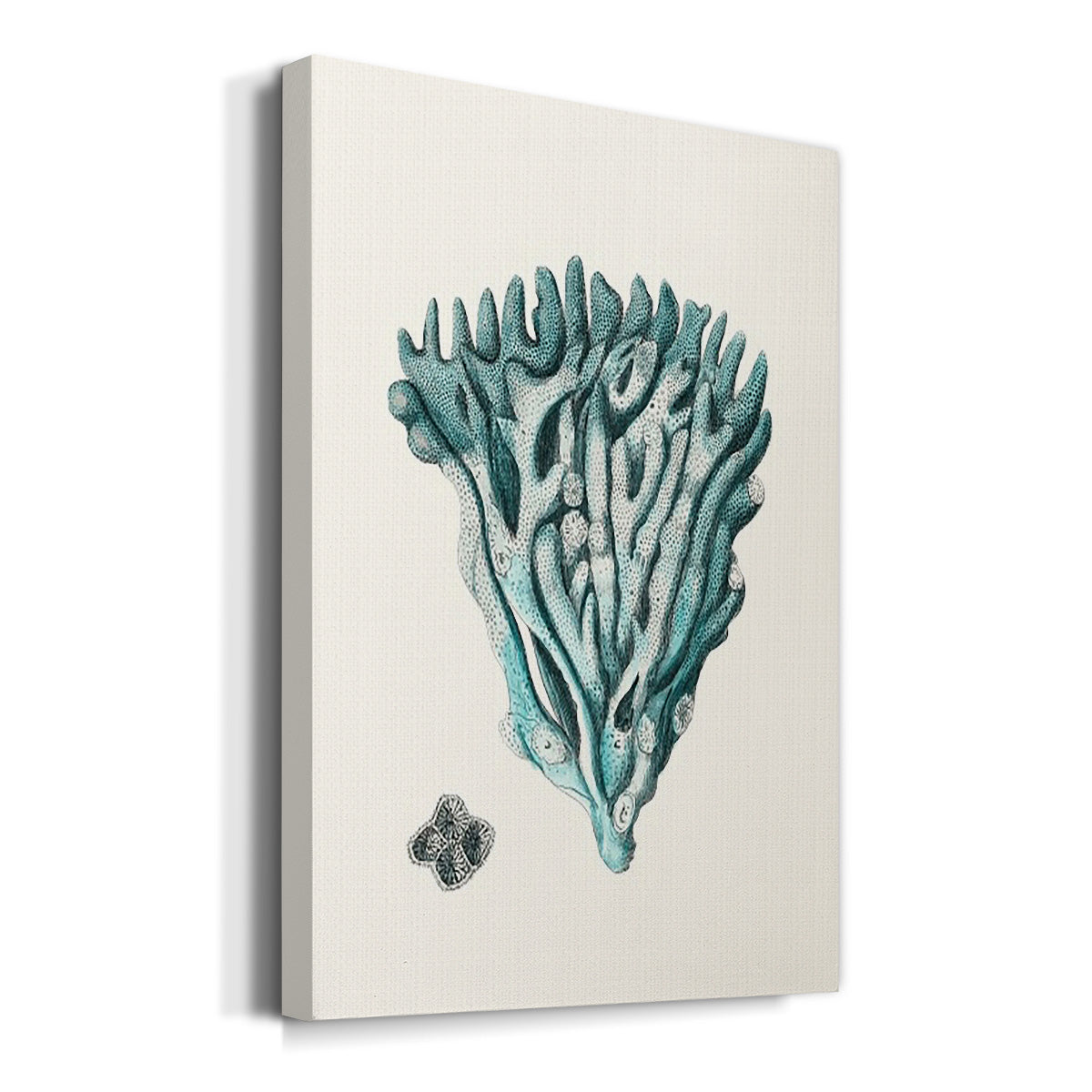 Antique Coastal Coral X - Canvas Art Print