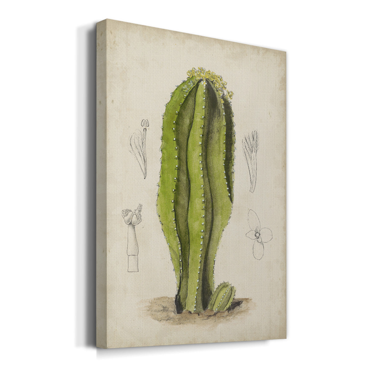 Antique Cactus VI Premium Gallery Wrapped Canvas - Ready to Hang