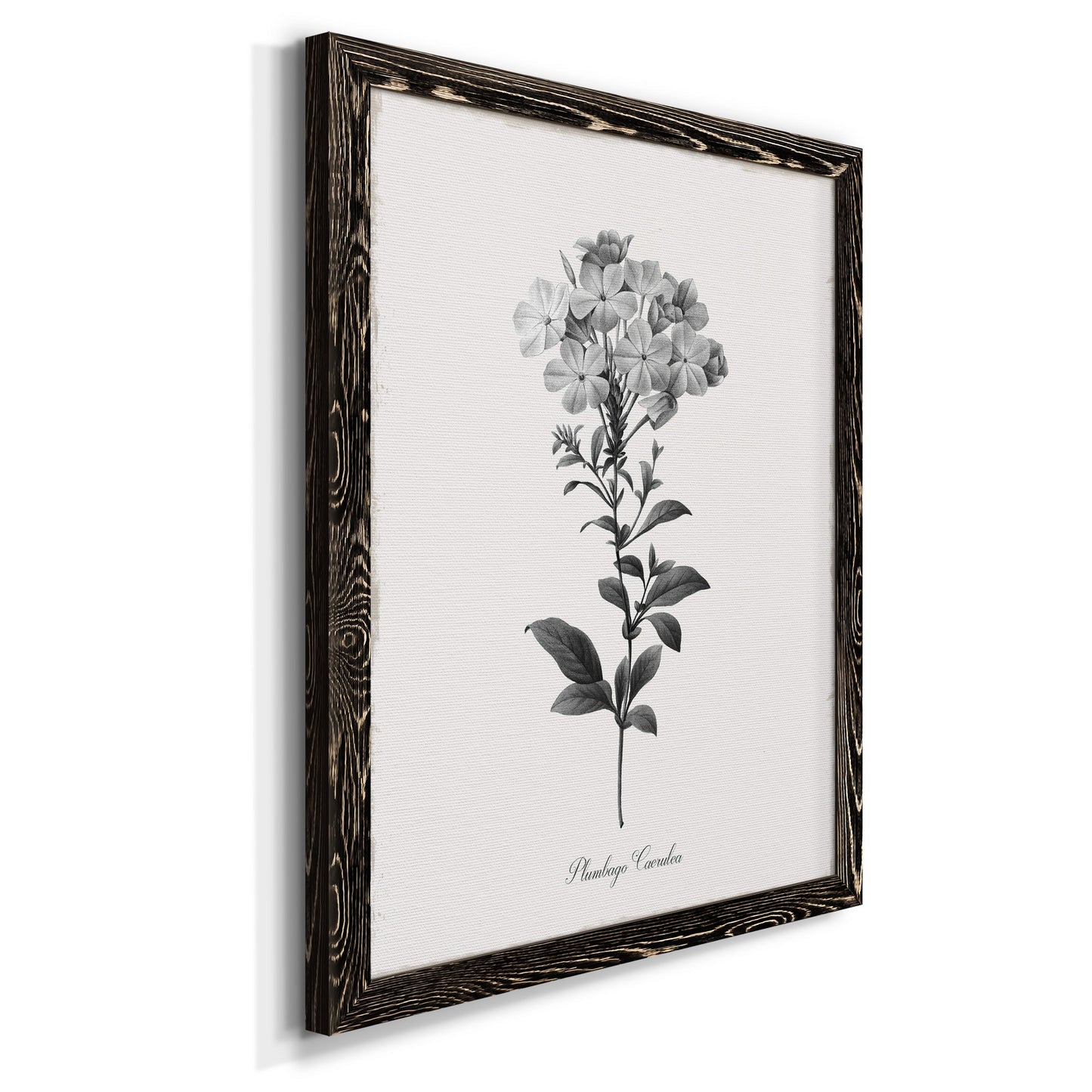 Simply Cape Leadwort - Premium Canvas Framed in Barnwood - Ready to Hang