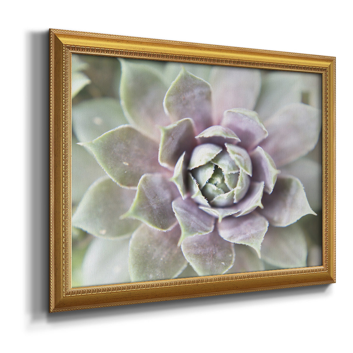 Succulent Glow II - Ornate Framed Canvas Print