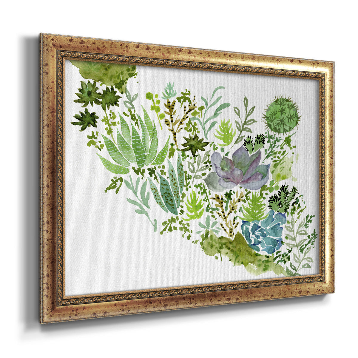 Succulent Field II - Ornate Framed Canvas Print