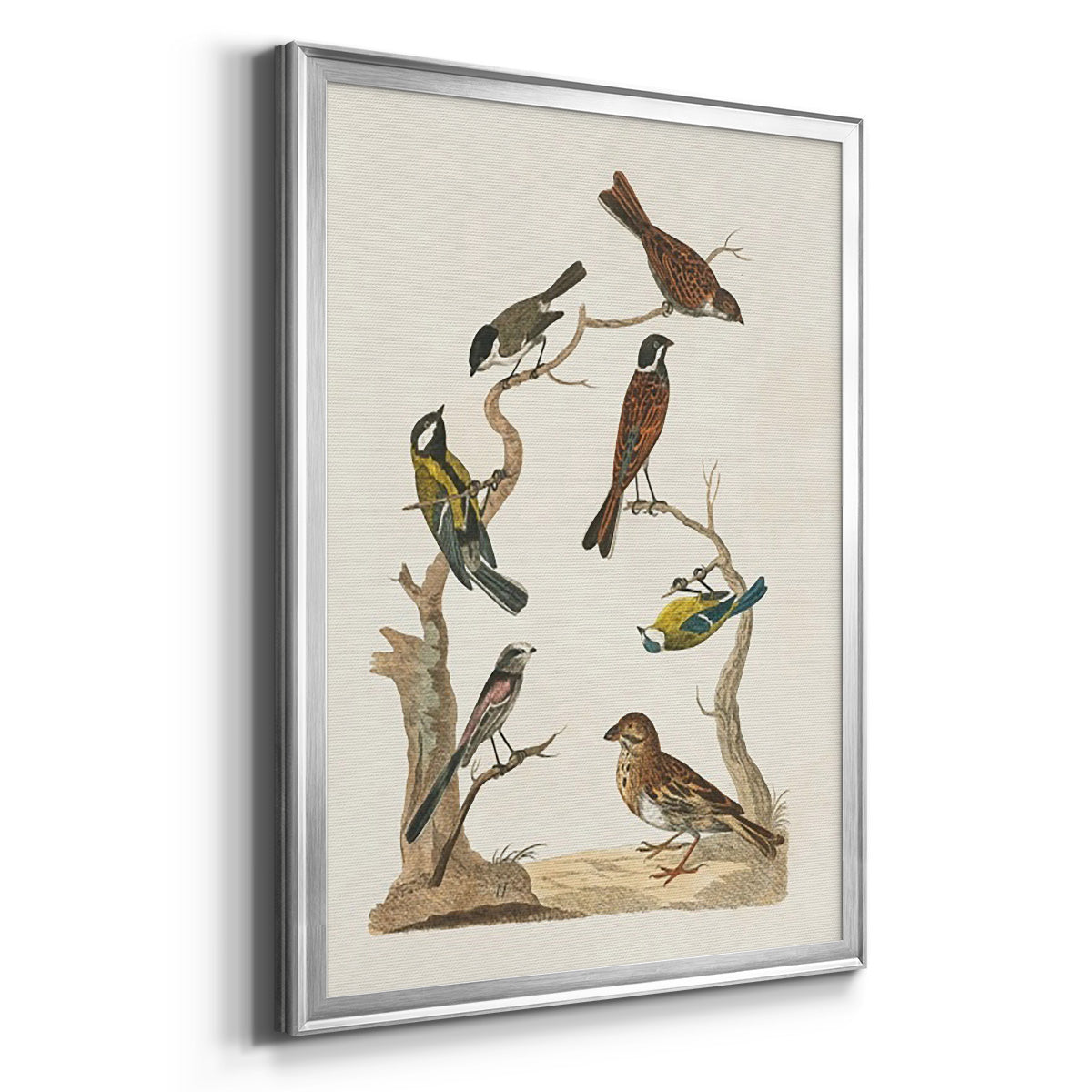 Antique Birds in Nature II - Modern Framed Canvas Print