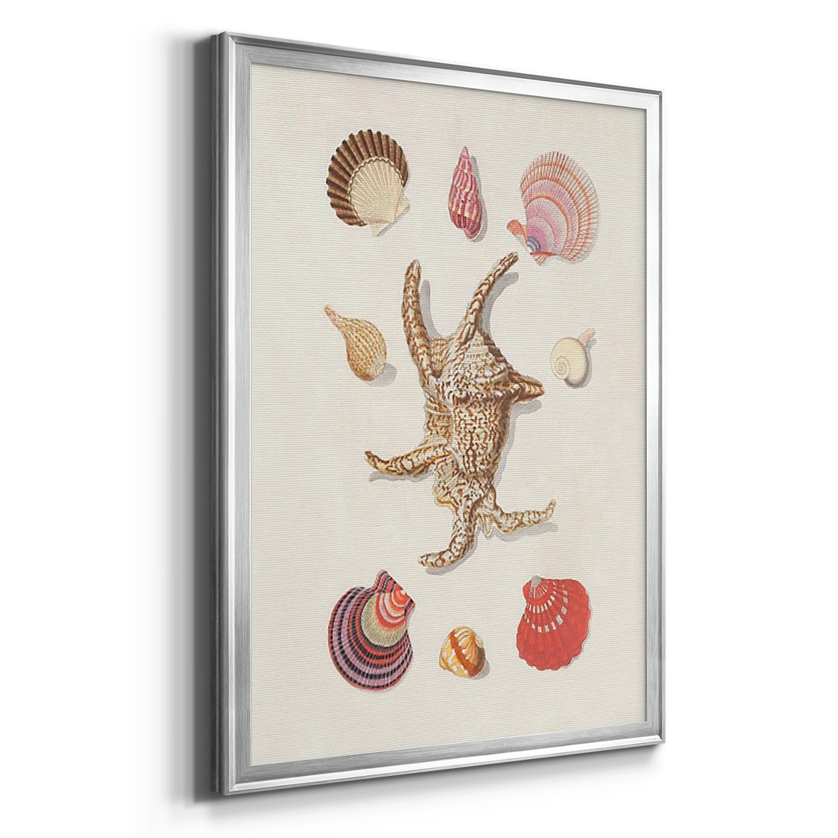 Knorr Shells & Coral II - Modern Framed Canvas Print