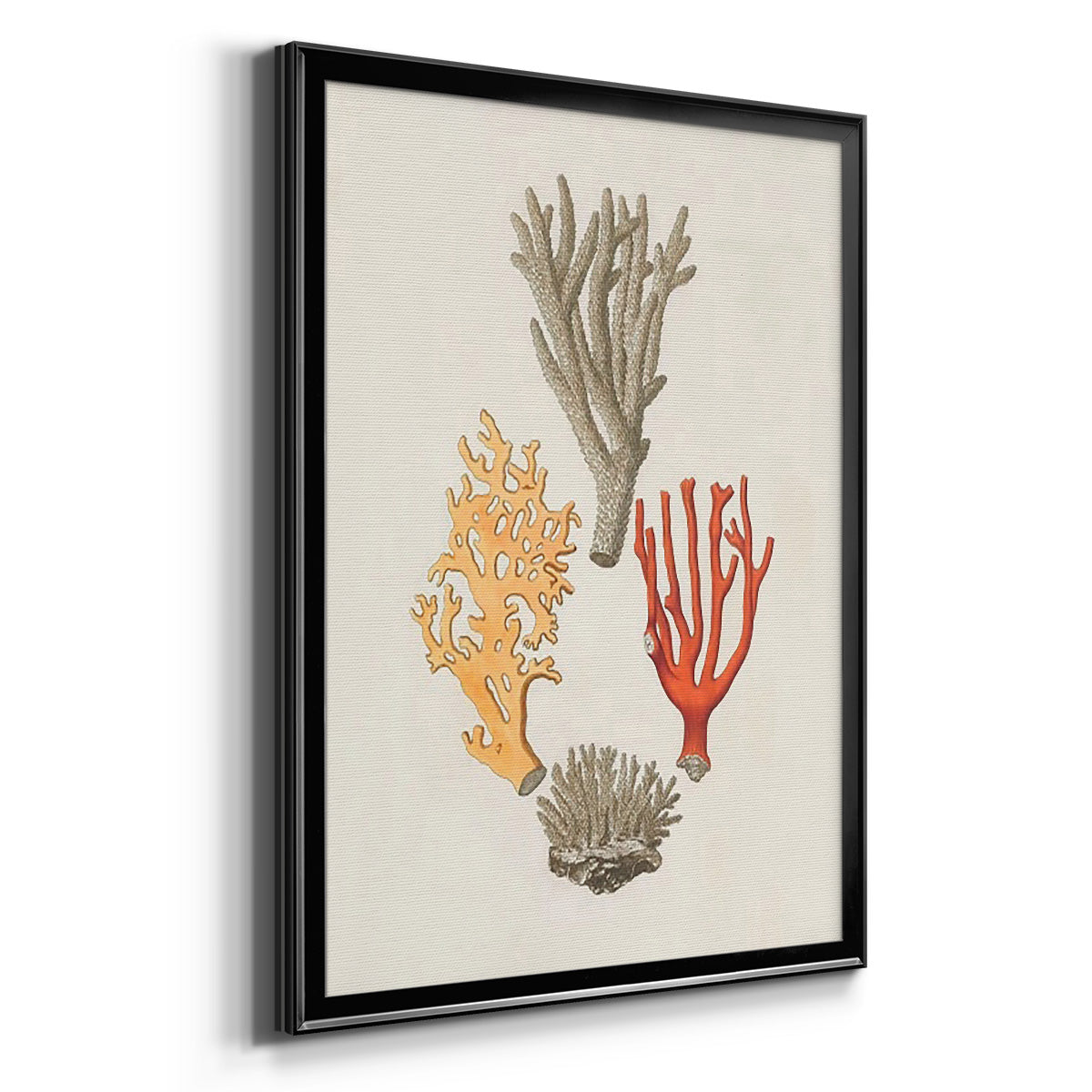 Knorr Shells & Coral IV - Modern Framed Canvas Print