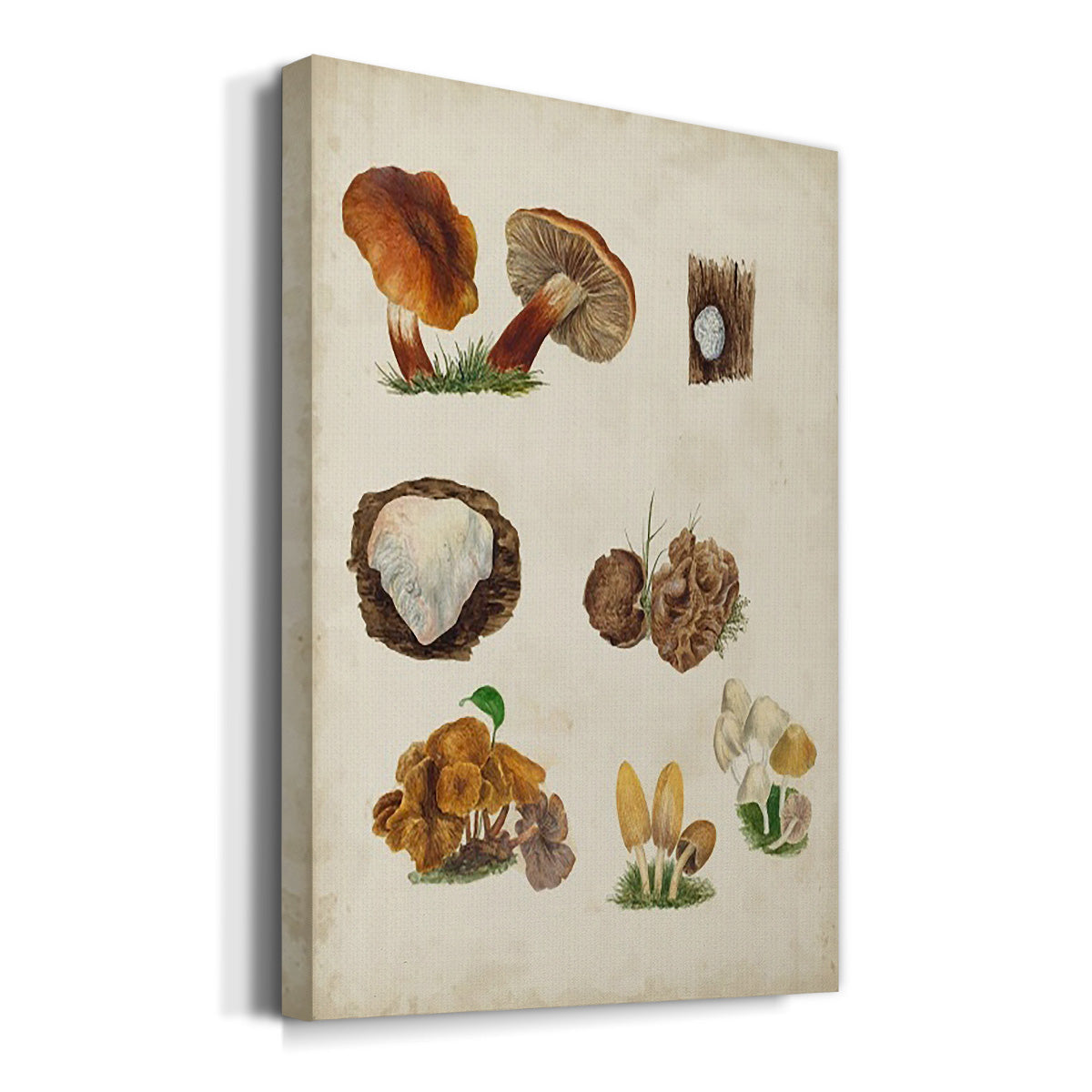 Mushroom Species I Premium Gallery Wrapped Canvas - Ready to Hang