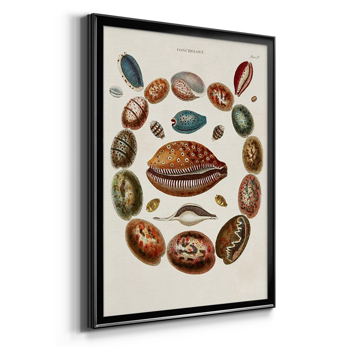 Spiral Shell Formation II - Modern Framed Canvas Print