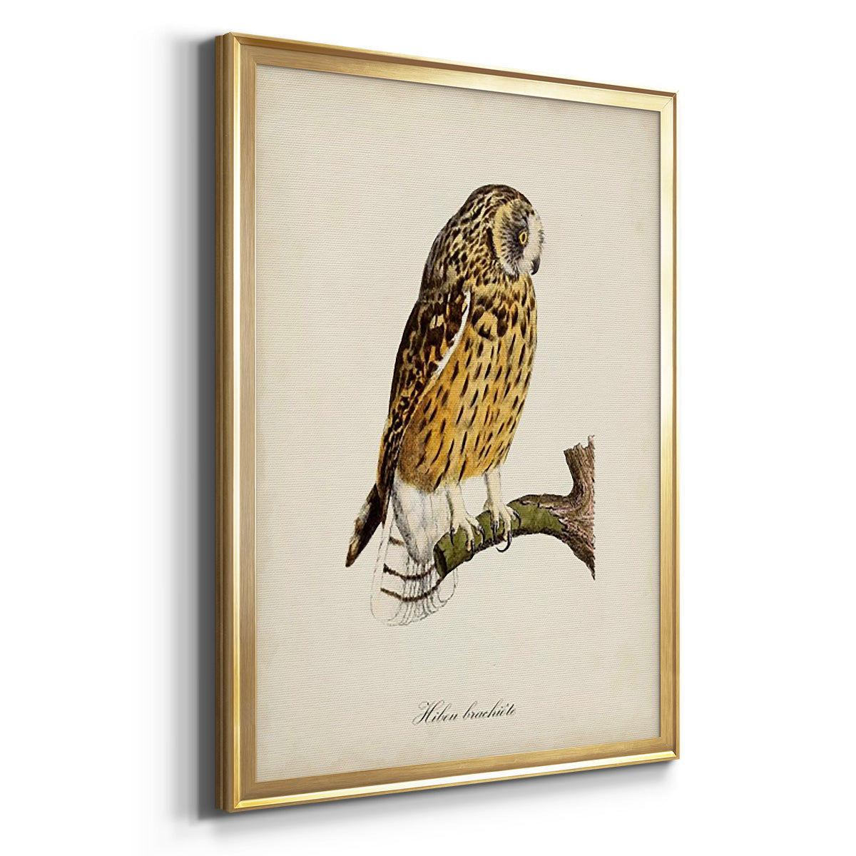 French Owls II - Modern Framed Canvas Print