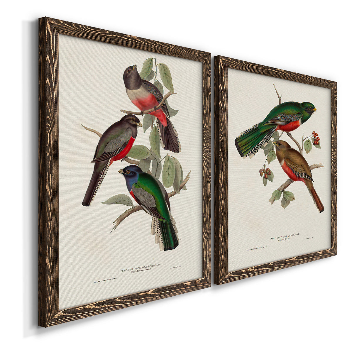 Elegant Trogons V - Premium Framed Canvas 2 Piece Set - Ready to Hang