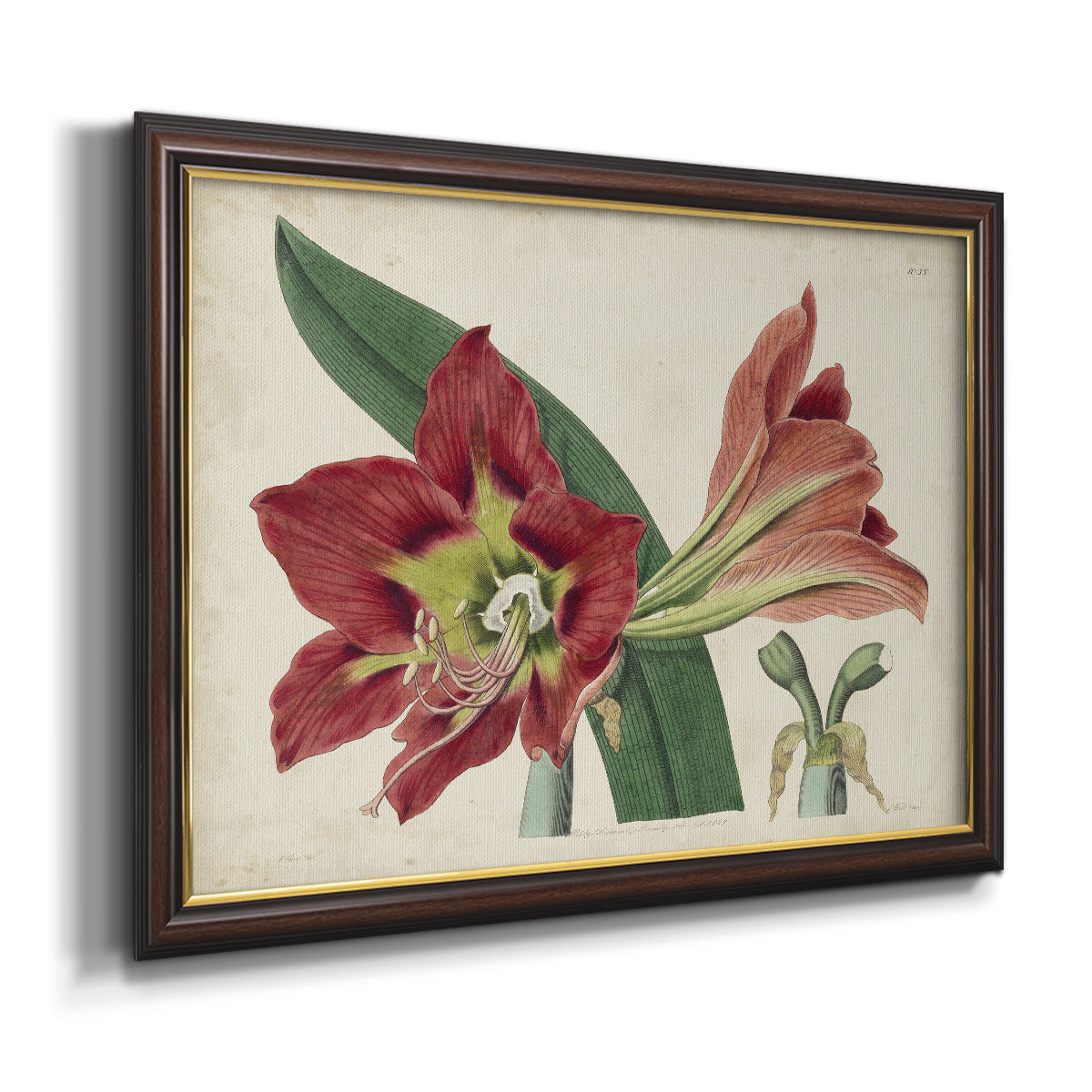 Amaryllis Splendor I Premium Framed Canvas- Ready to Hang