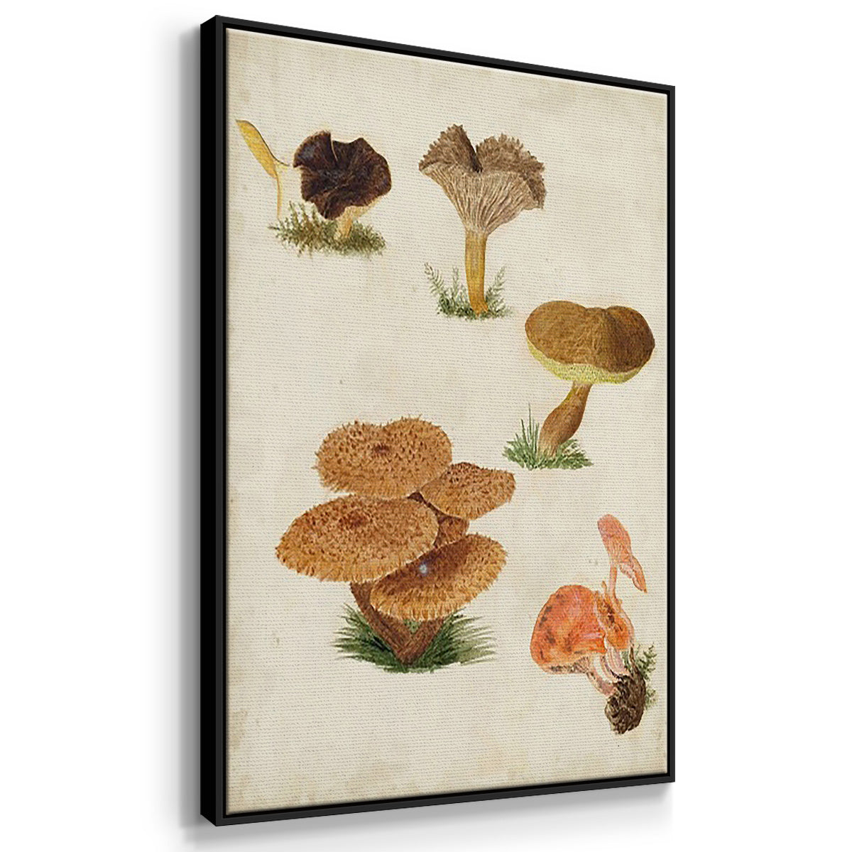 Mushroom Species I - Framed Premium Gallery Wrapped Canvas L Frame 3 Piece Set - Ready to Hang