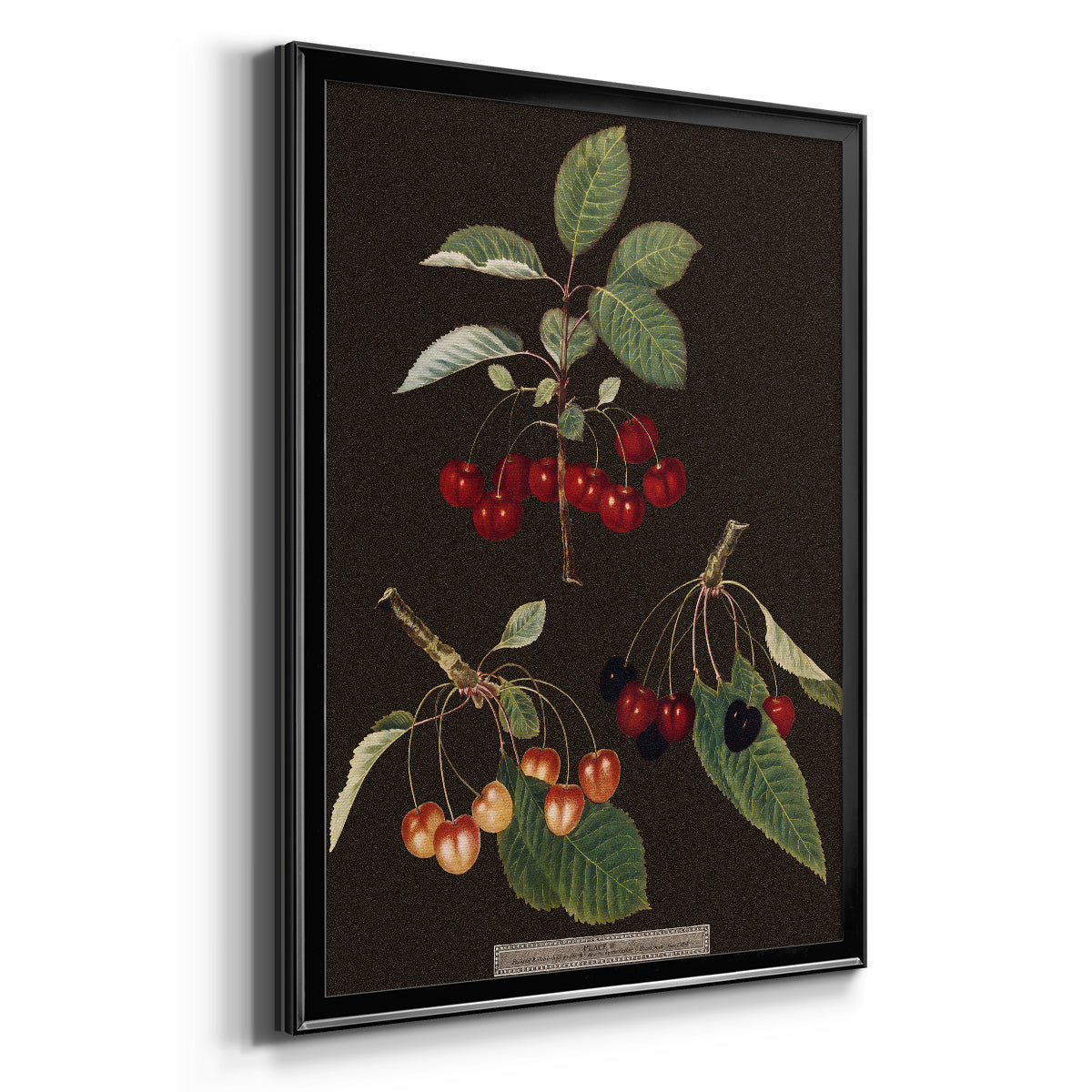 Brookshaw Cherries - Modern Framed Canvas Print