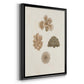 Knorr Shells & Coral VIII - Modern Framed Canvas Print