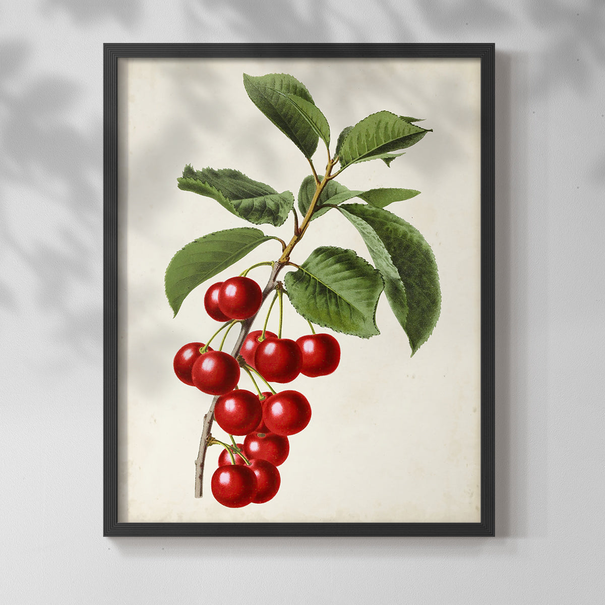 Antique Fruit II - Restickable Framed Art Print
