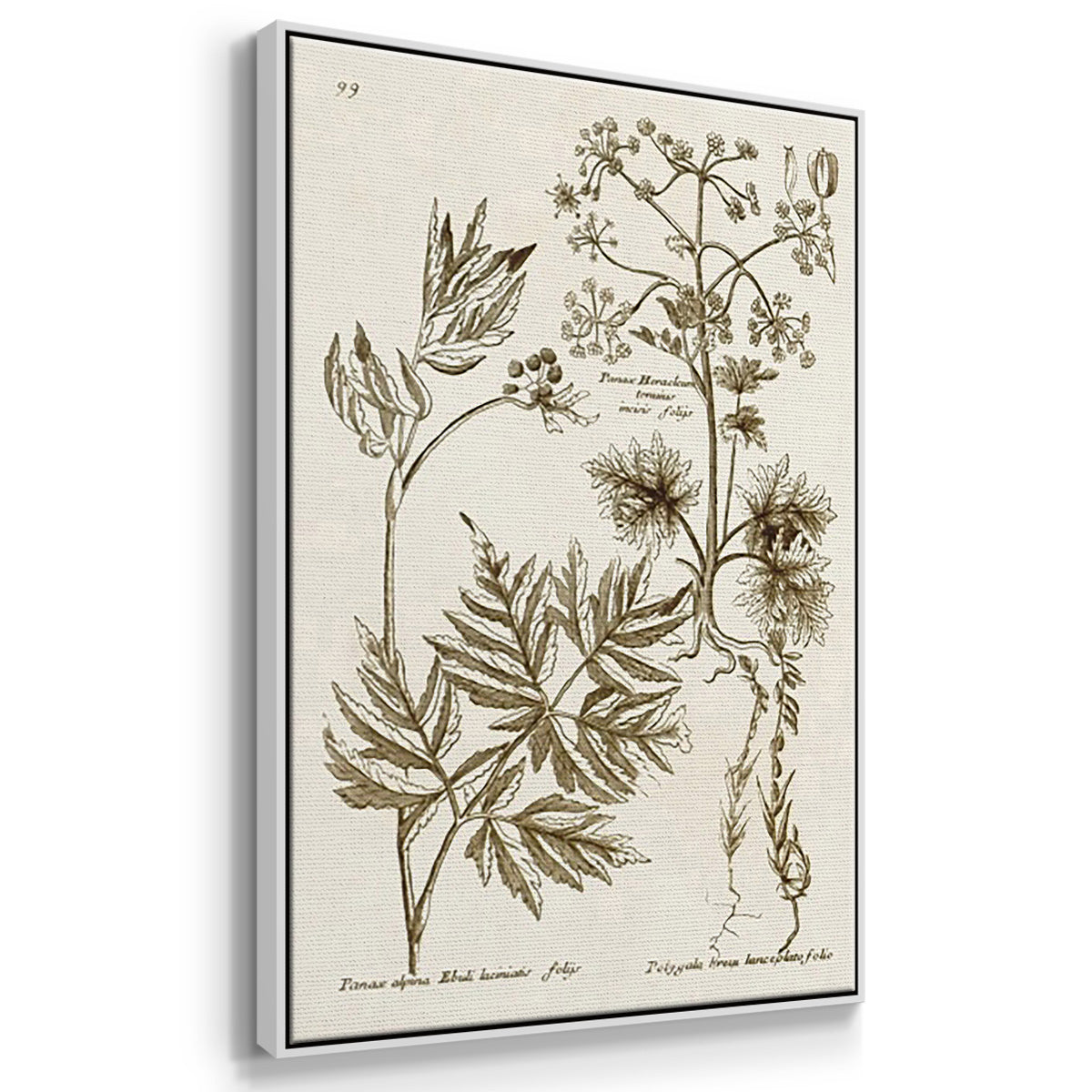 Sepia Botanical Journal I - Framed Premium Gallery Wrapped Canvas L Frame 3 Piece Set - Ready to Hang