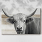 Steer XCI - Canvas Art Print