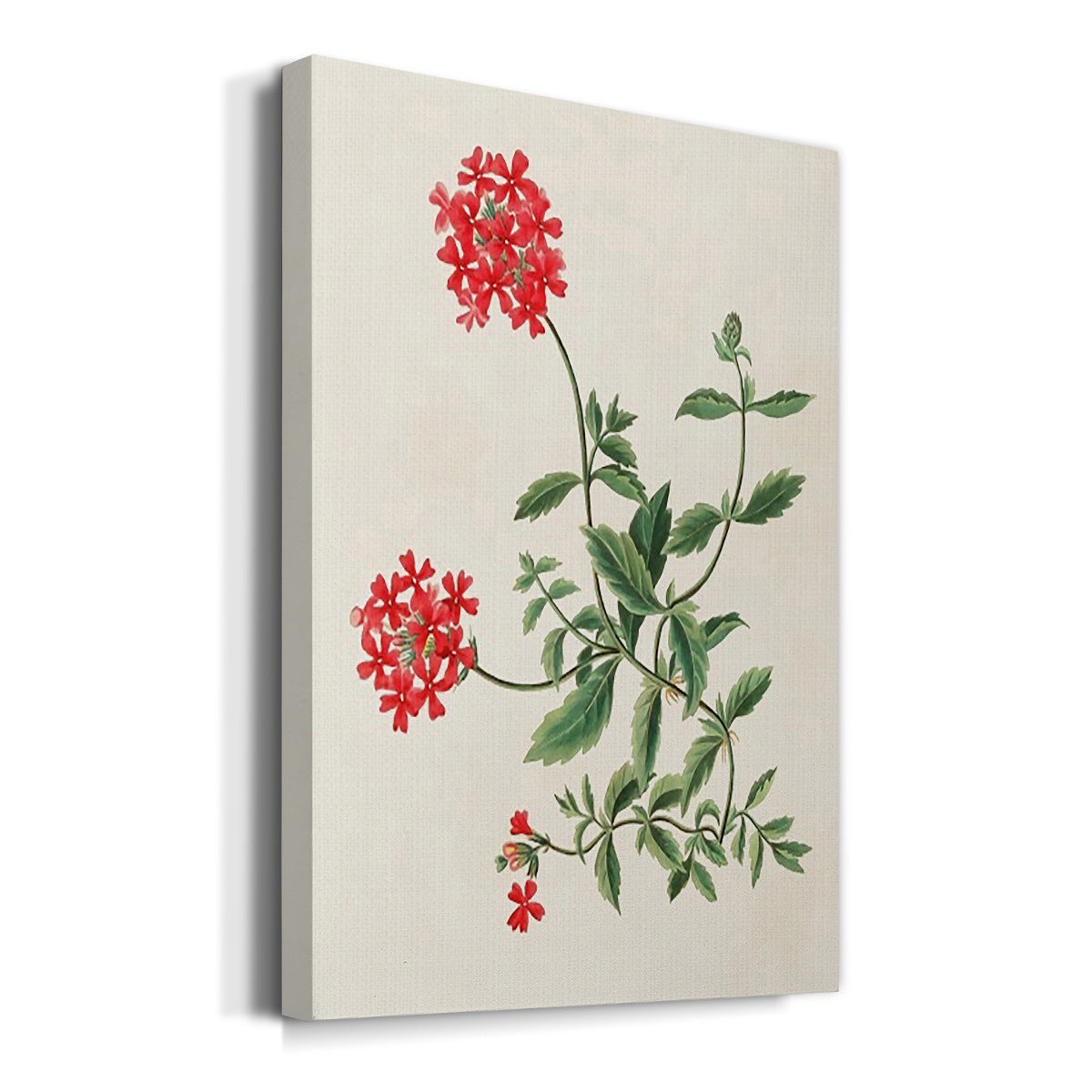 Flowers of the Seasons XI - Canvas Art Print