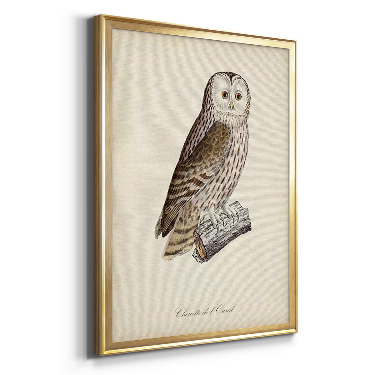 French Owls V - Modern Framed Canvas Print