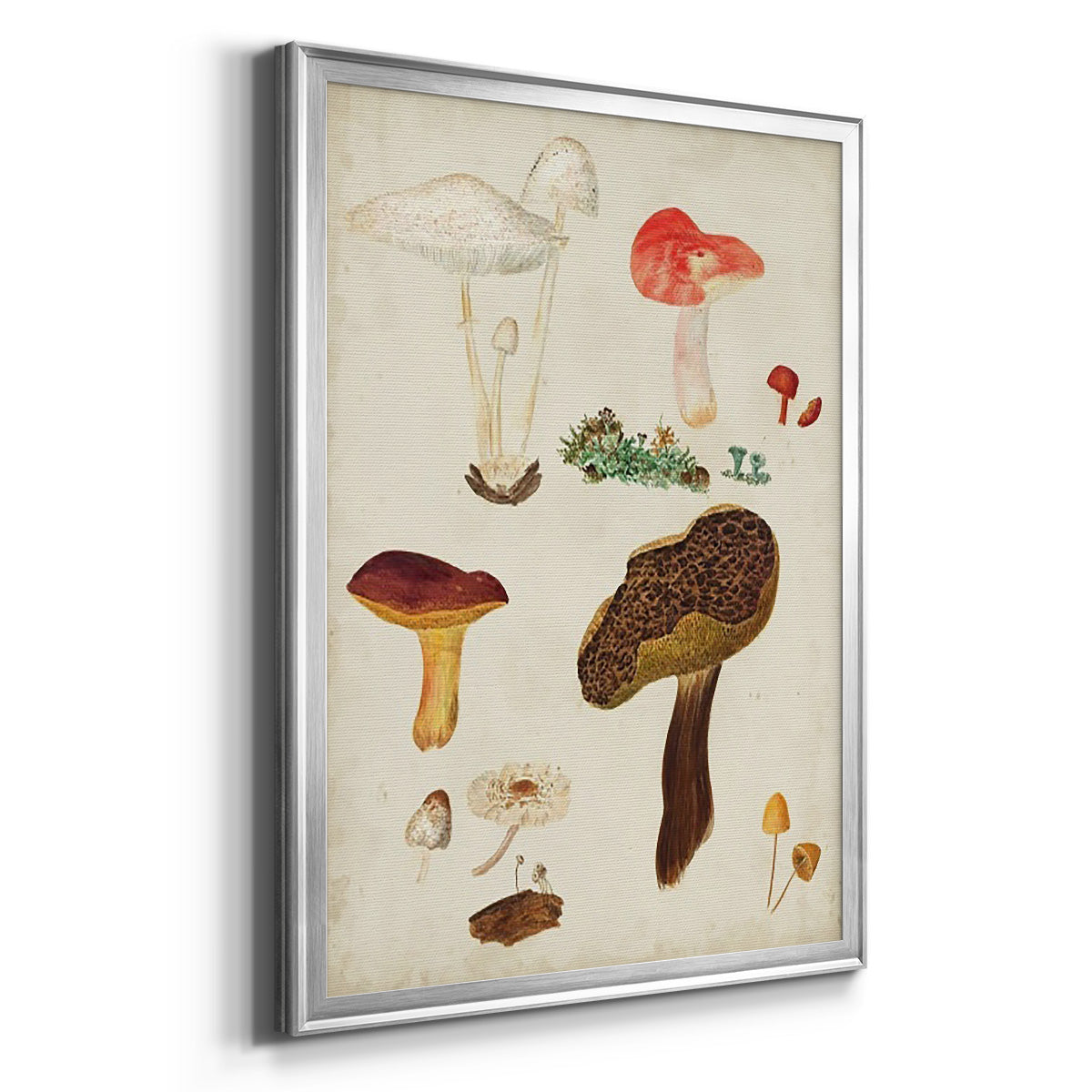 Mushroom Species XI - Modern Framed Canvas Print