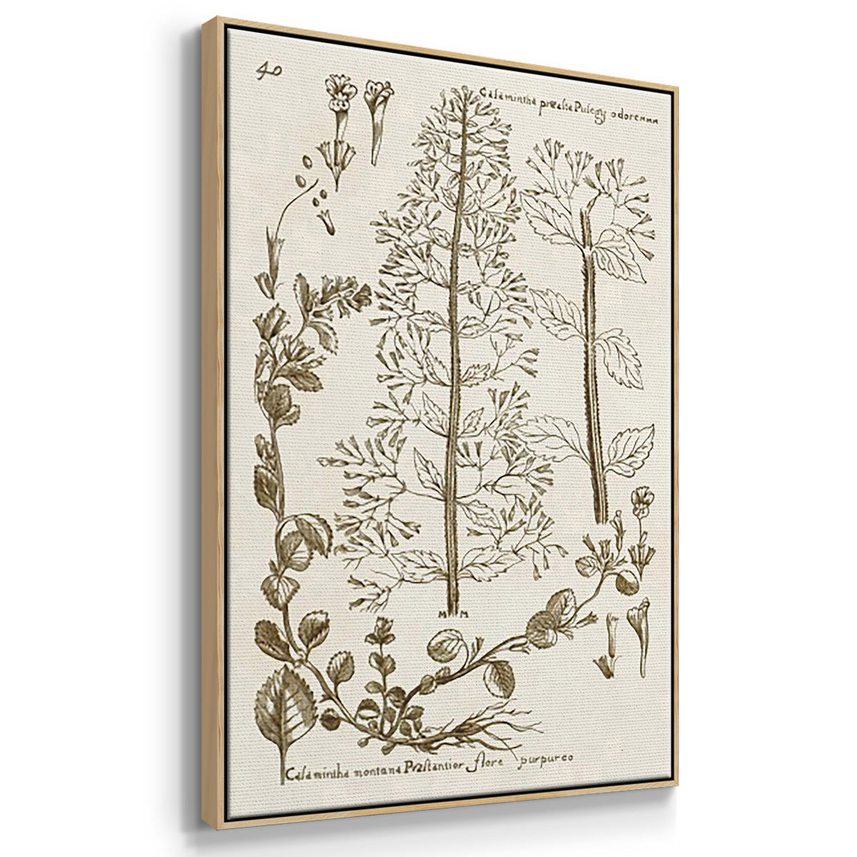 Sepia Botanical Journal IV - Framed Premium Gallery Wrapped Canvas L Frame 3 Piece Set - Ready to Hang