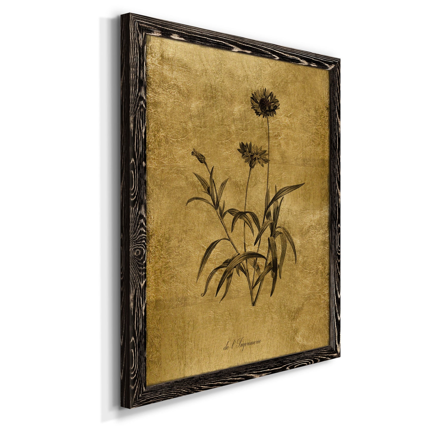 Gold Sketch Botanical I - Premium Canvas Framed in Barnwood - Ready to Hang