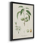 Antique Almond Botanical I - Modern Framed Canvas Print