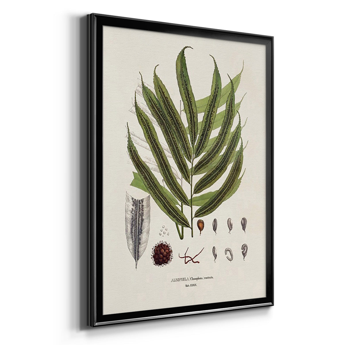 Botanical Society Ferns II - Modern Framed Canvas Print