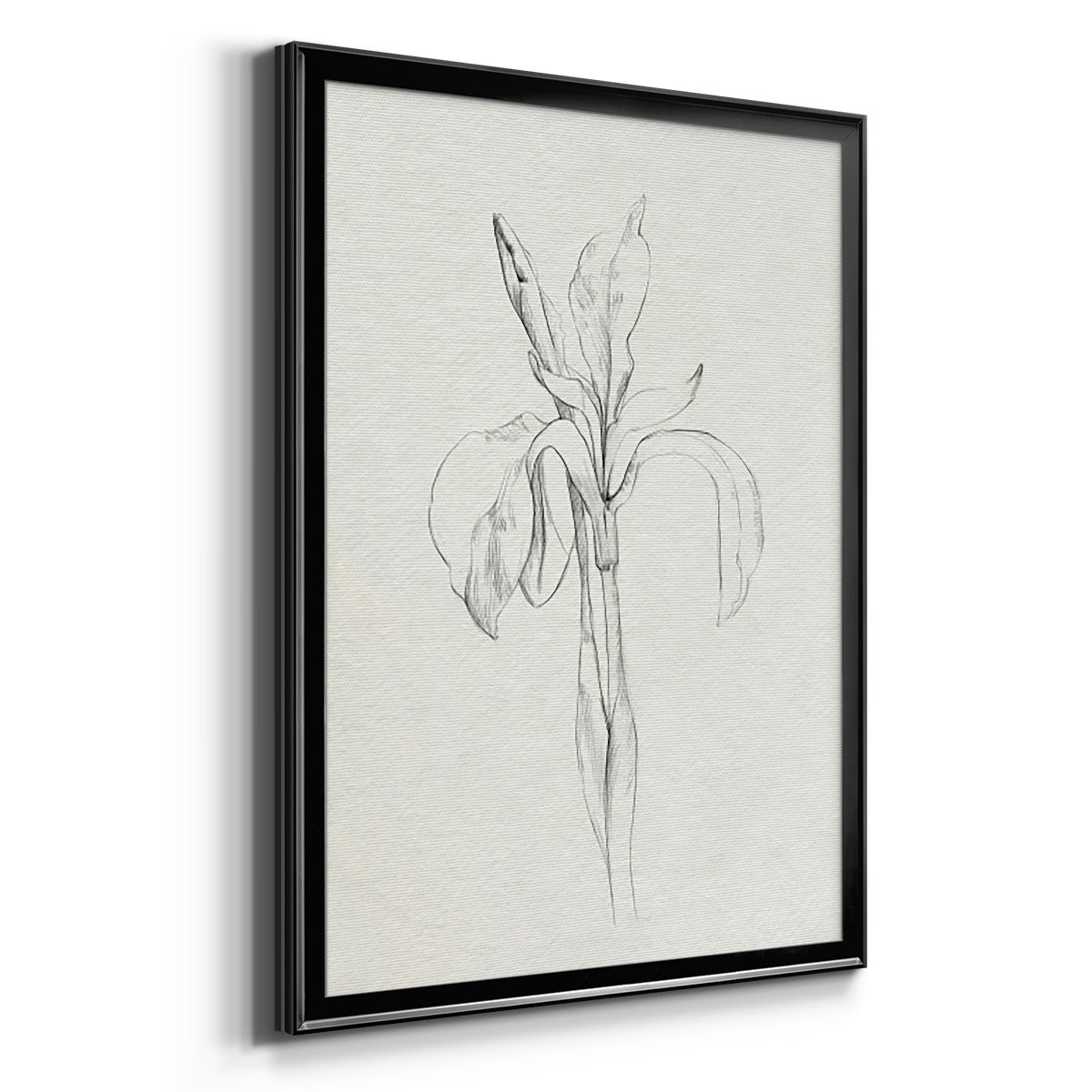 Neutral Iris Sketch II - Modern Framed Canvas Print