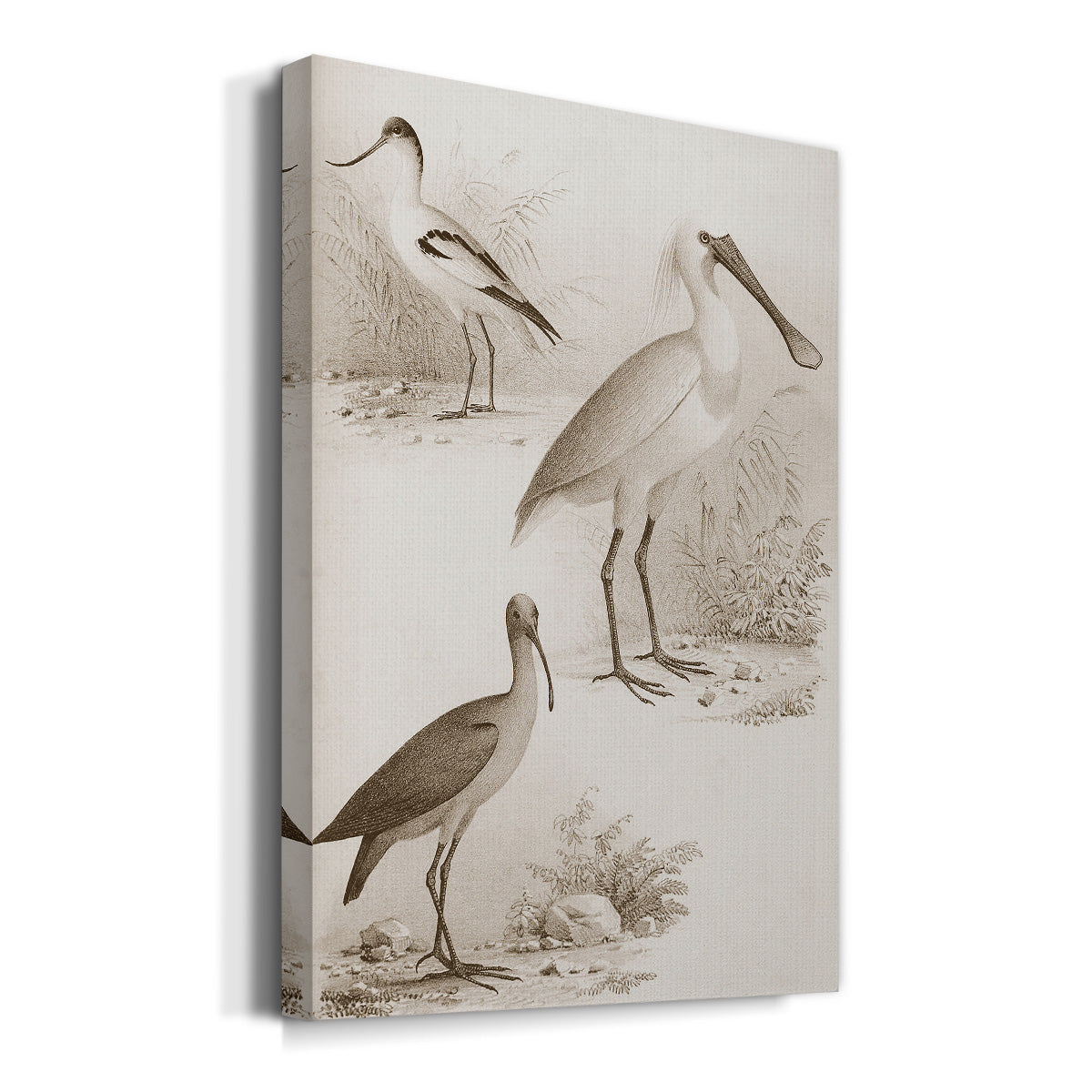 Sepia Water Birds II Premium Gallery Wrapped Canvas - Ready to Hang