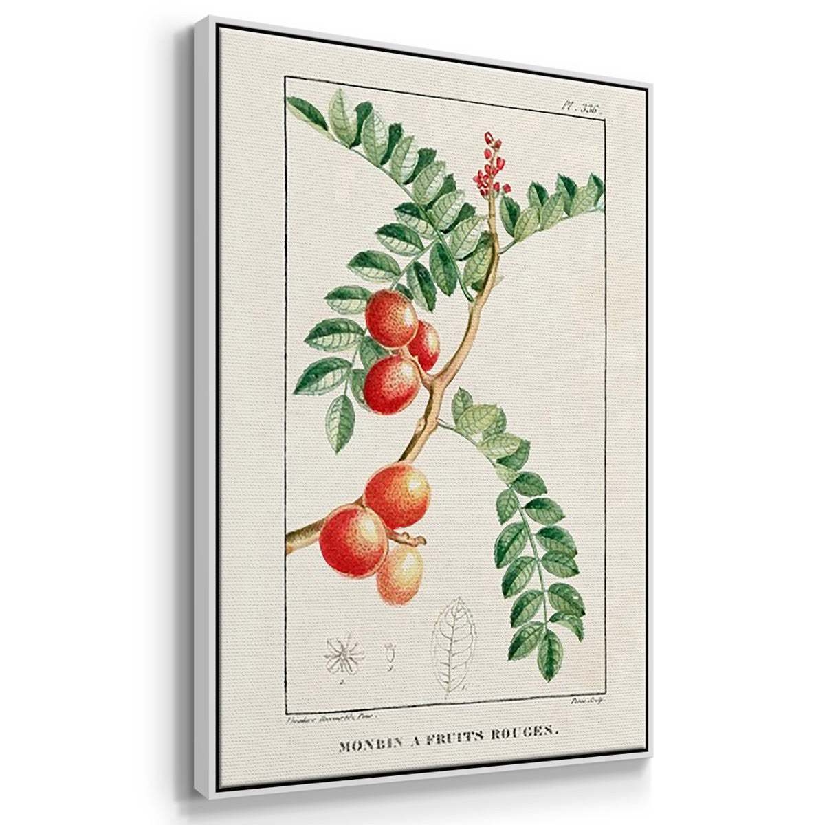 Turpin Tropical Botanicals I - Floater Framed Canvas Set