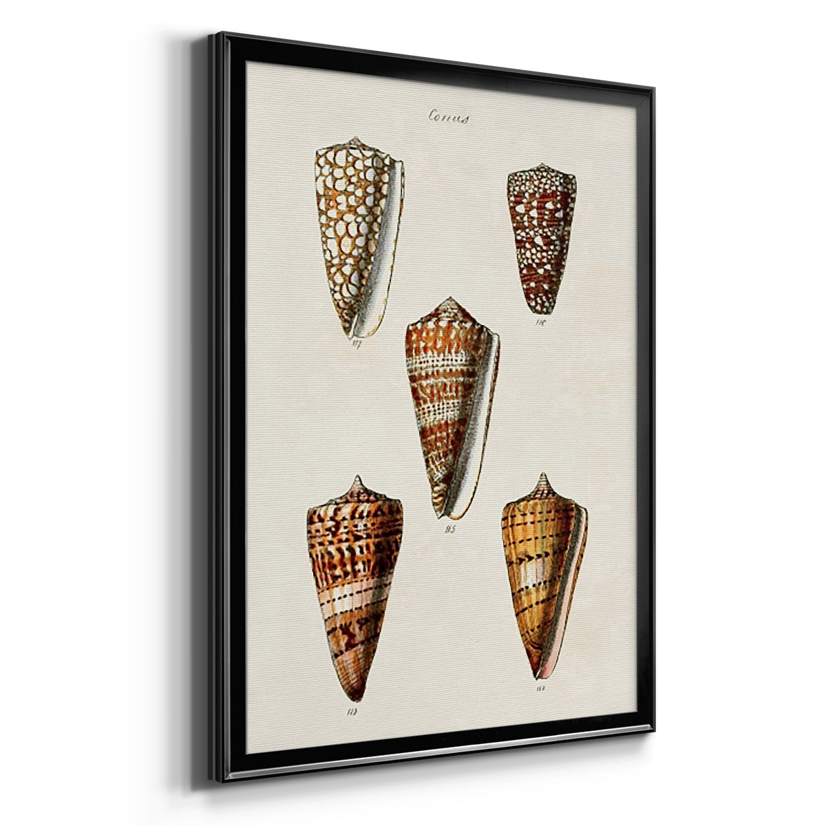 Cone Shell Collection II - Modern Framed Canvas Print