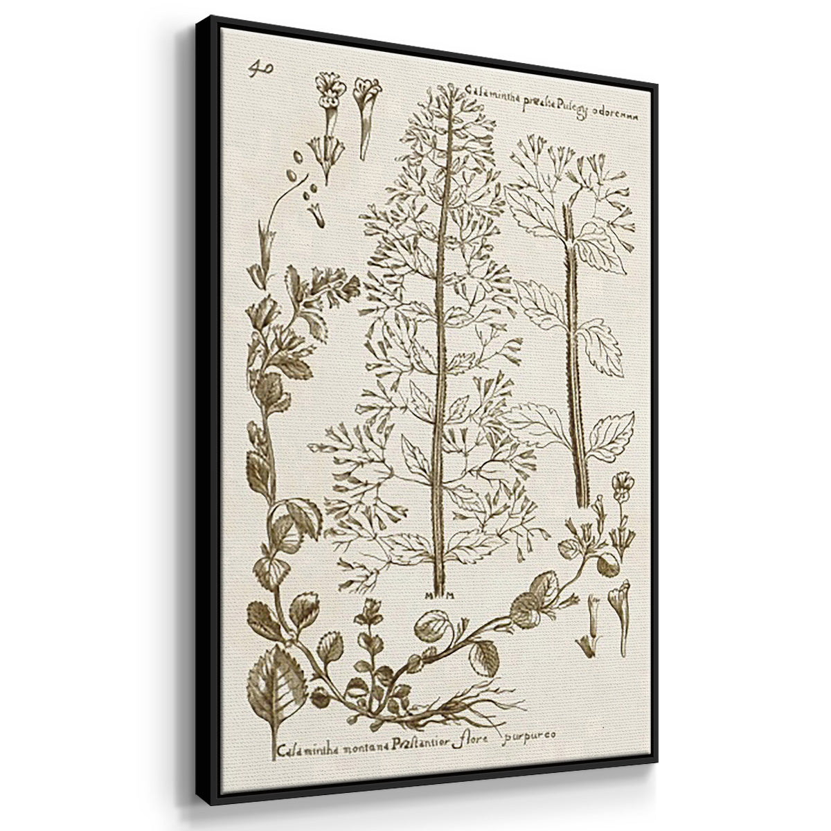 Sepia Botanical Journal IV - Framed Premium Gallery Wrapped Canvas L Frame 3 Piece Set - Ready to Hang