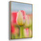 Twotone Tulip - Framed Premium Gallery Wrapped Canvas L Frame - Ready to Hang