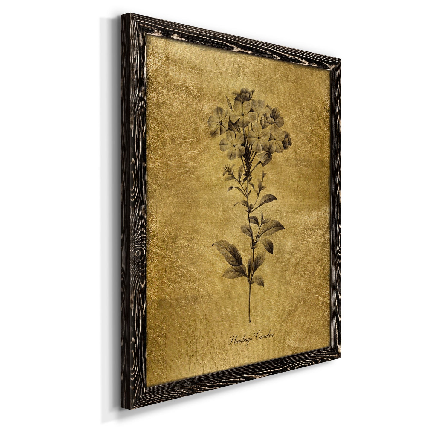 Gold Sketch Botanical II - Barnwood Framed Canvas Print