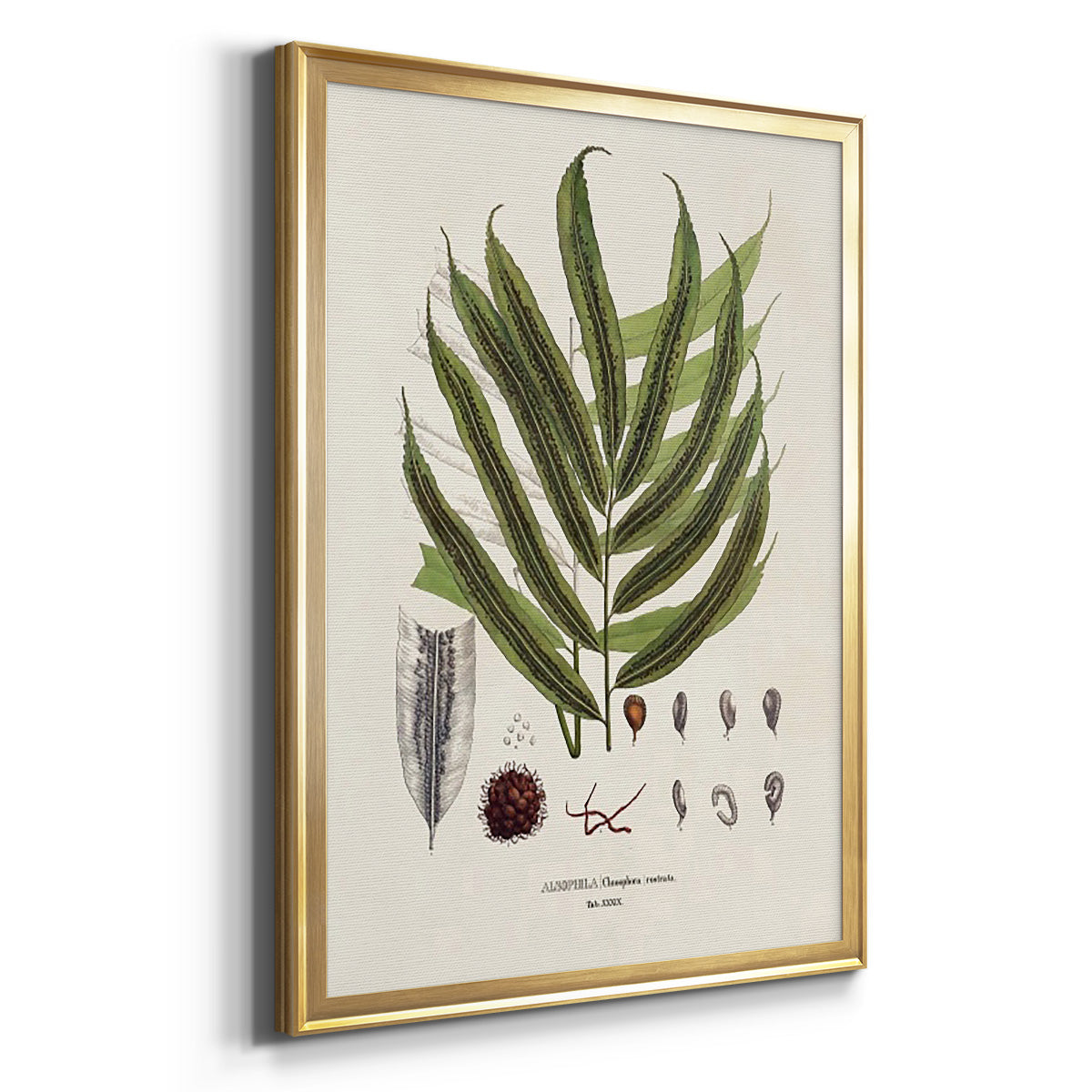 Botanical Society Ferns II - Modern Framed Canvas Print