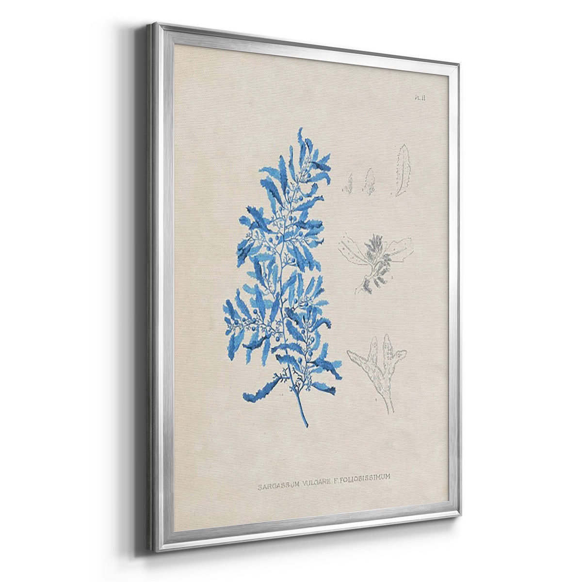 Blue Marine Algae VI - Modern Framed Canvas Print