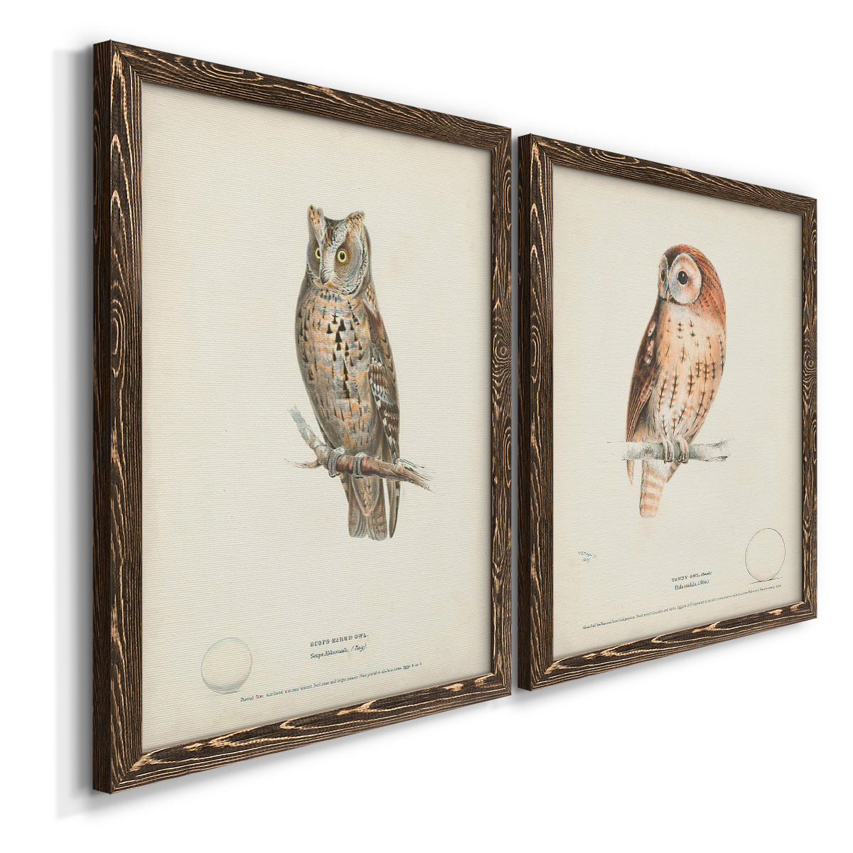 Scops- Eared Owl - Premium Framed Canvas 2 Piece Set - Ready to Hang