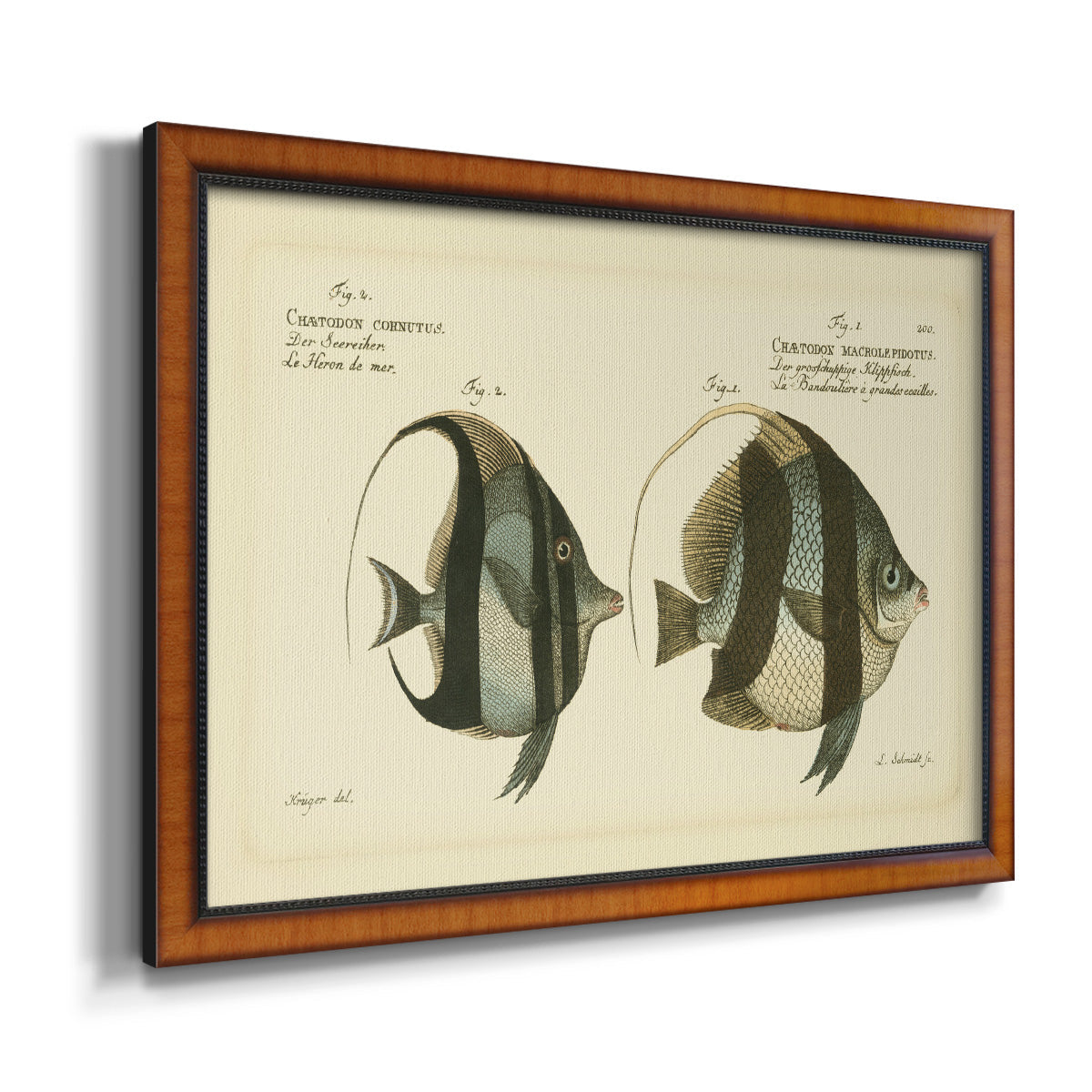 Bloch Antique Fish I Premium Framed Canvas- Ready to Hang