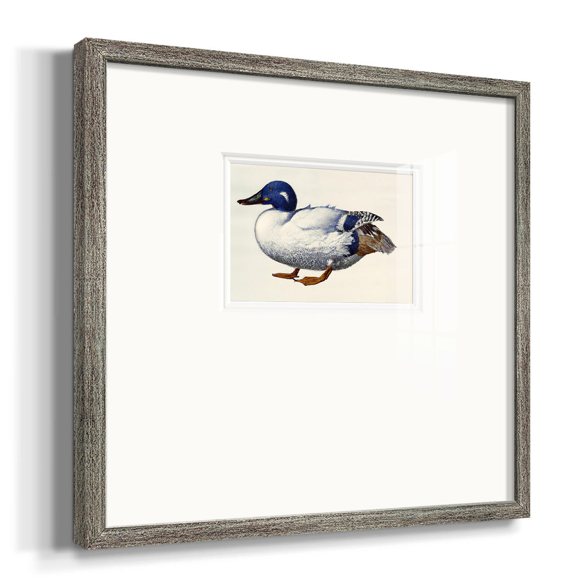 White and Blue Mallard Premium Framed Print Double Matboard