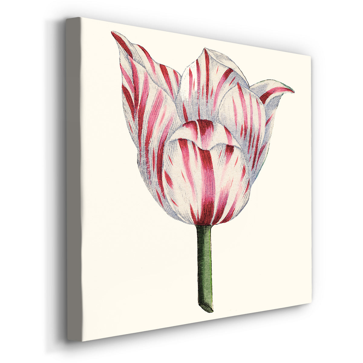 Tulip Garden I - Canvas Art Print