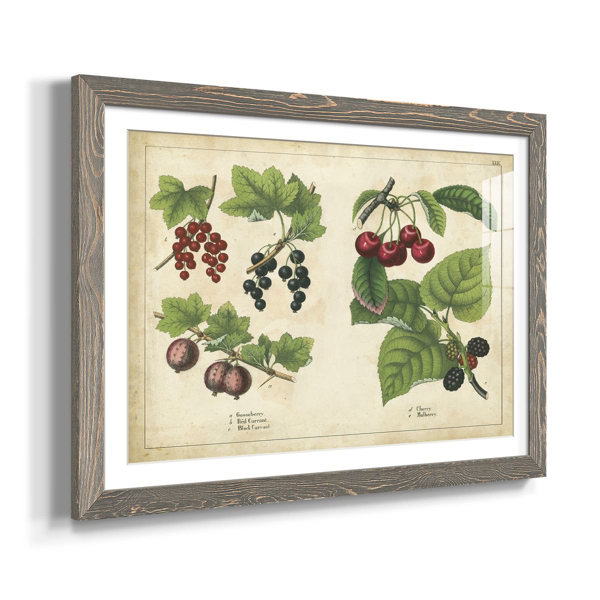 Kitchen Fruits III-Premium Framed Print - Ready to Hang